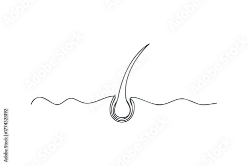 Abstract line drawing of a hair follicle