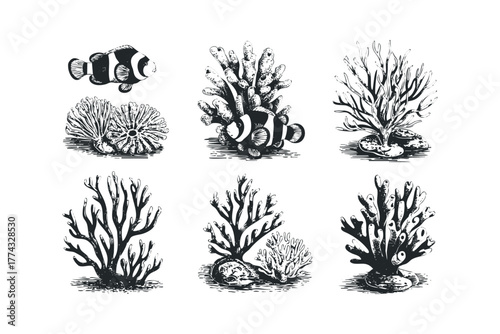 Clownfish and coral sketches