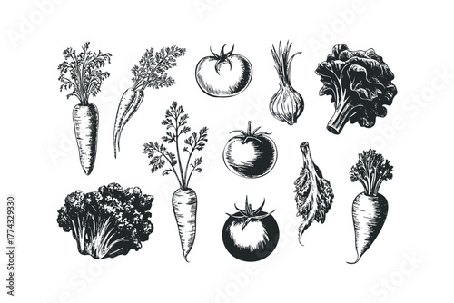 Hand Drawn Collection of Fresh Garden Vegetables
