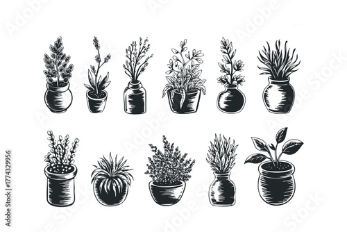Collection of potted plants in various containers