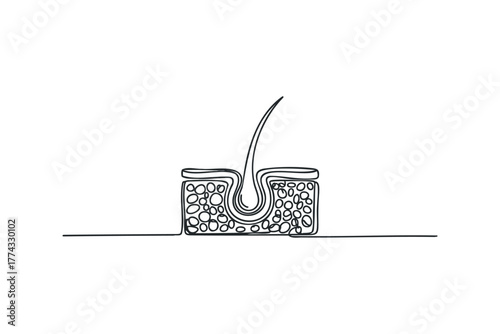 Cross-section of human skin with hair follicle