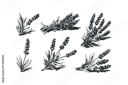 Sketch Collection of Lavender Sprigs with Shadow Effects