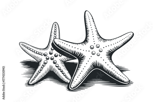 Two starfish side by side in a graphic style