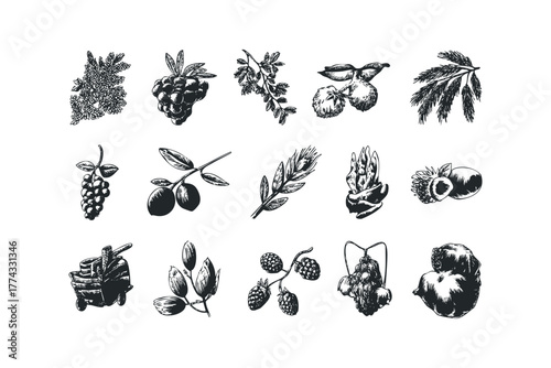 Collection of Hand-Drawn Botanical and Agricultural Elements