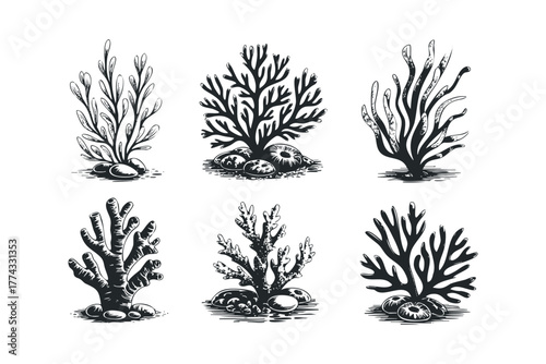 Six black and white sea plants and anemones illustration