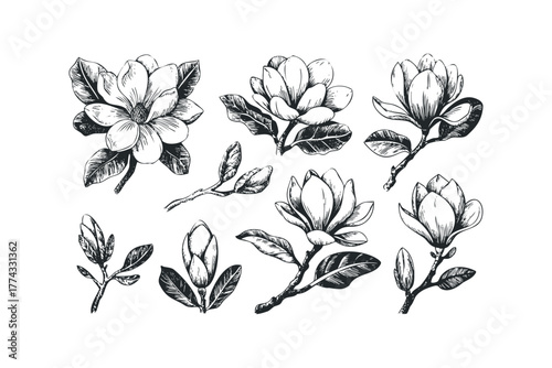 Magnolia blossoms and buds in sketch style