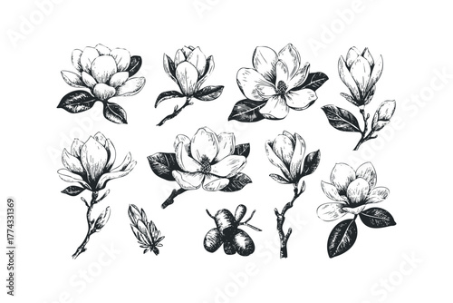 Collection of hand-drawn magnolia flowers and buds