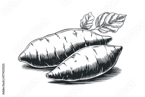 Two Sweet Potatoes with Leaves Sketch