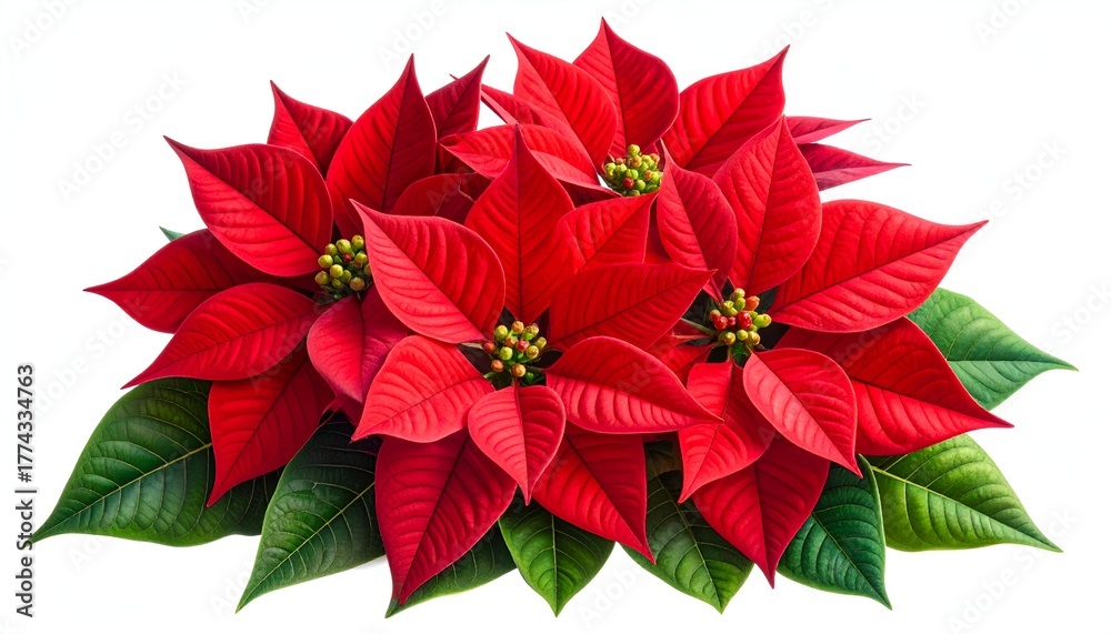Obraz premium Vibrant red poinsettia flowers arranged beautifully, showcasing their intricate leaves and natural beauty