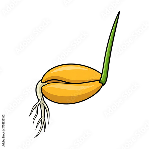 Wheat grain germination showing sprout and roots isolated on transparent background