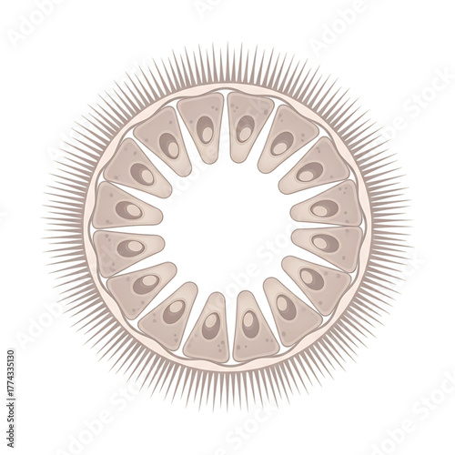Cross section of a sea anemone showing internal structure and tentacles isolated on transparent background