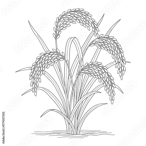 Rice Plant Line Drawing – Paddy Illustration, Agricultural Crop Art, Farming Sketch Design