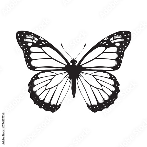 butterfly on white background