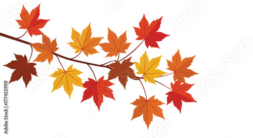 A beautiful branch displaying vibrant autumn colored maple leaves