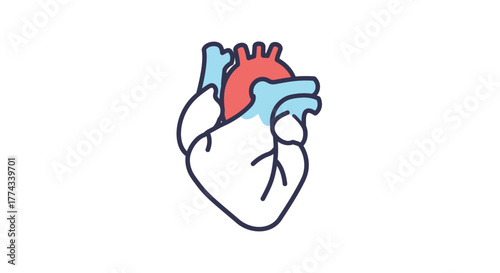 Simple illustration of a human heart with chambers and vessels depicted