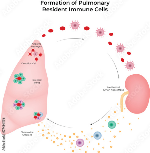 Formation of Pulmonary Resident Immune Cells and Immune Response Cycle