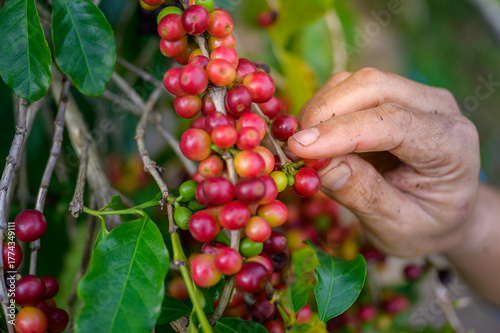 A close-up of hands harvesting coffee cherries by hand, natural farming process showing sustainable and organic agriculture.