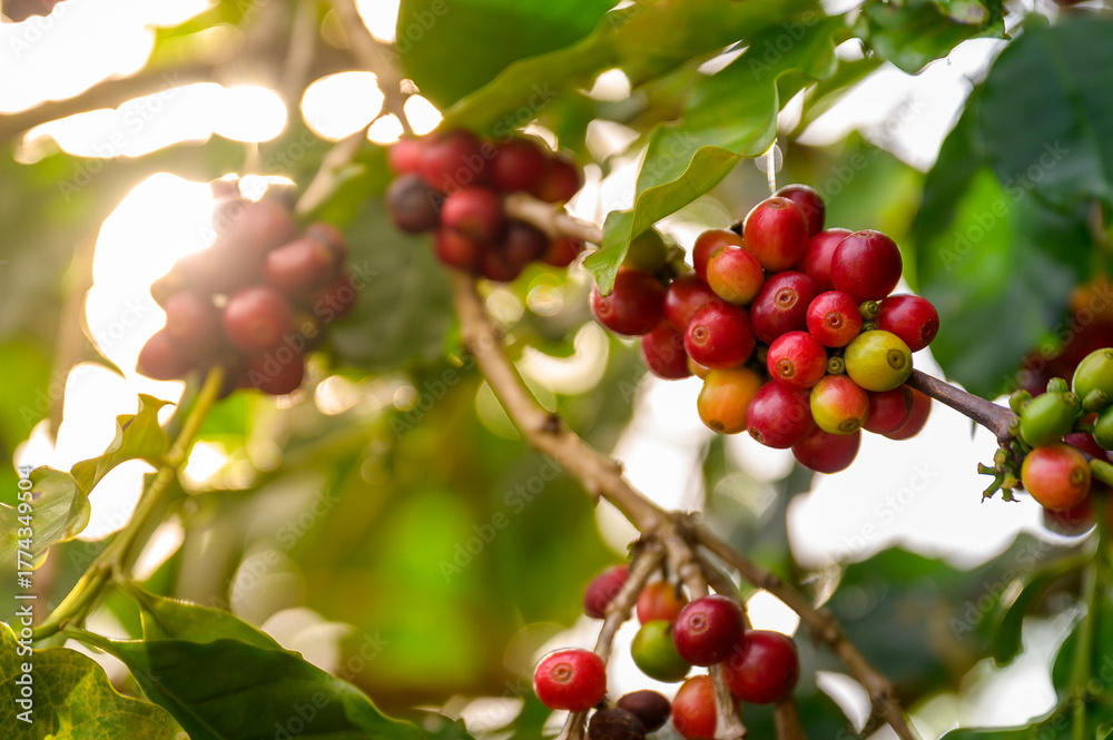 Fototapeta premium A close-up of ripe red coffee cherries on a branch with morning sunlight, organic coffee farming and natural freshness concept.