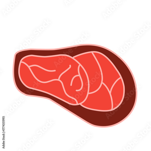 raw meat vector illustration
