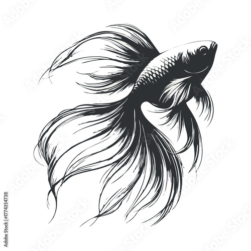 Betta Fish Vector Illustration