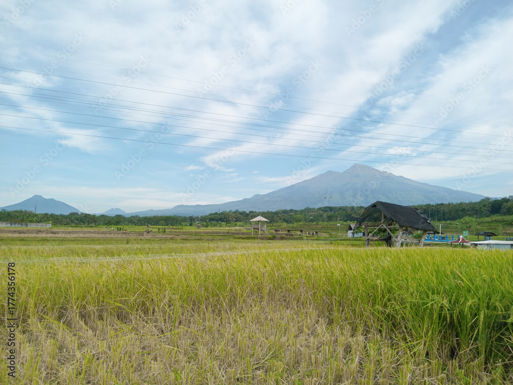 Fototapeta premium Beautiful rural landscape with golden rice fields, a small wooden hut, and a majestic mountain under a bright blue sky with clouds. Peaceful countryside scenery in harvest season.