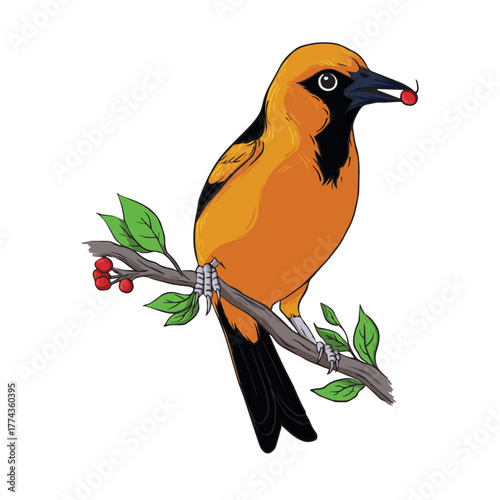 Vector Illustration of an Orange and Black Oriole Bird Perched on a Berry Branch