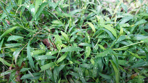 Fresh Japanese stiltgrass leaves with glistening raindrops in mountain forest