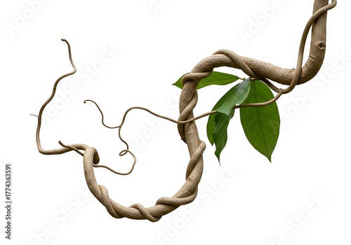 Lush liana vine with fresh green leaves twining elegantly against a clean white backdrop
