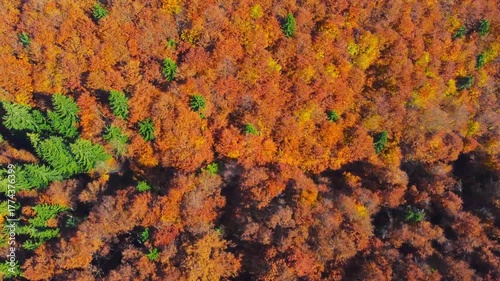 A deciduous forest in autumn, filmed from above