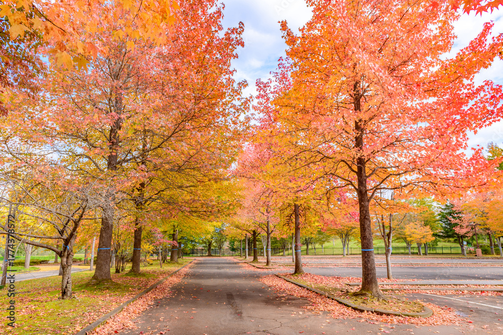 Naklejka premium 秋 みちのく湖畔公園 紅葉とコキアと古民家 