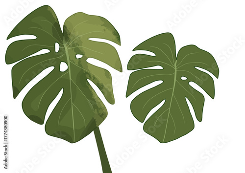 Stunning monstera leaves bring lush, tropical vibes to your designs, perfect for posters, branding, and adding a touch of nature to any project