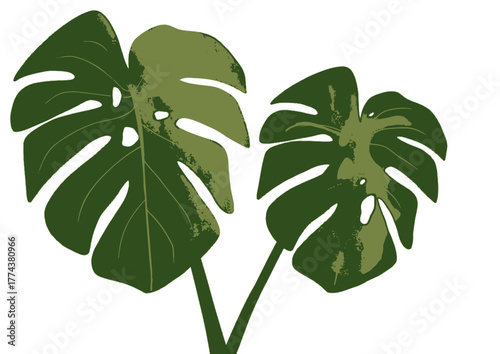 Stylish monstera leaves create a fresh, tropical vibe for your designs, adding a touch of nature and modern elegance to any project instantly