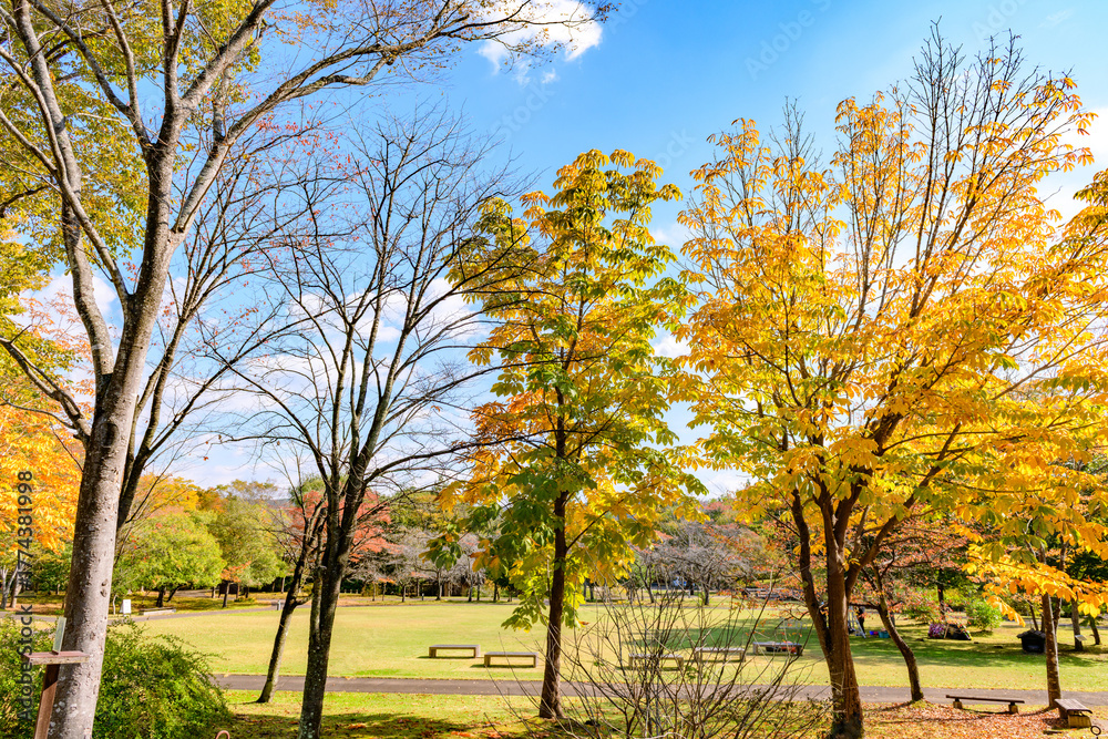 Naklejka premium 秋 みちのく湖畔公園 紅葉とコキアと古民家
