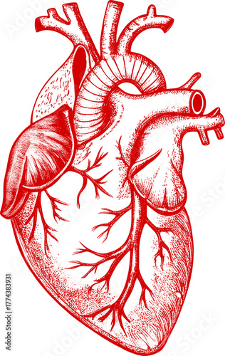 Anatomical human heart vector illustration. Detailed hand drawn medical sketch for biology and healthcare concepts.