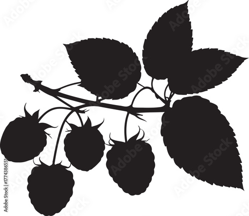 black silhouette of raspberry cluster on white background, vector