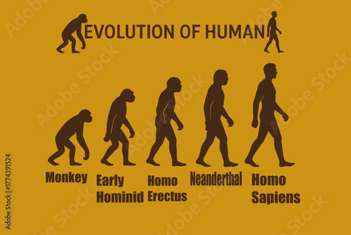 Evolution of Man from Monkey to Modern Human Vector