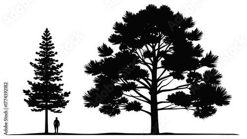 Silhouettes of two pine trees and a person showing scale