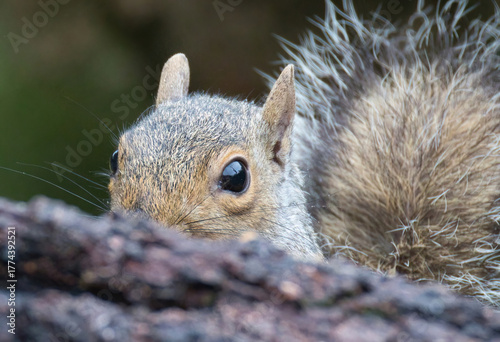 Wall Mural a close up of a grey squirrel as he peeks from behind a log