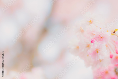 Dreamy Close-Up of Cherry Blossoms in Soft Spring Light