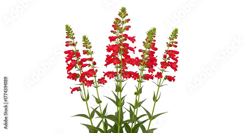 Red penstemon glows on a black field. It is suitable for botanical prints, product showcase, and garden posters.