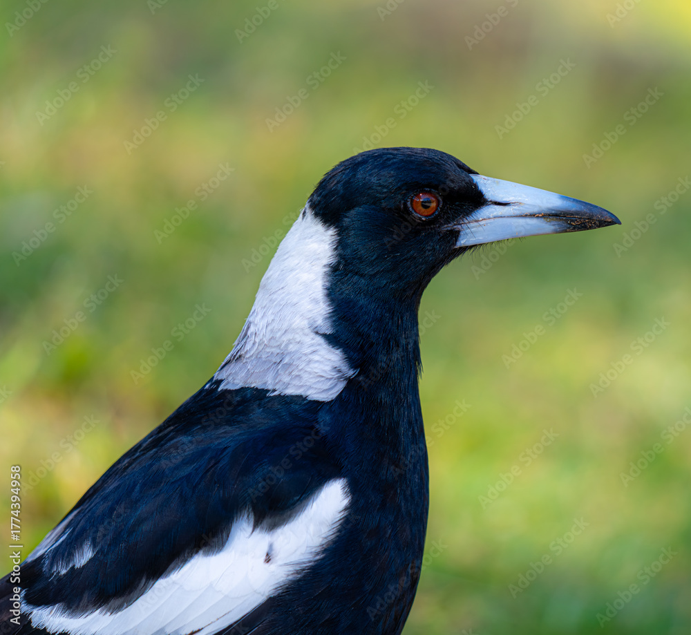 Fototapeta premium magpie