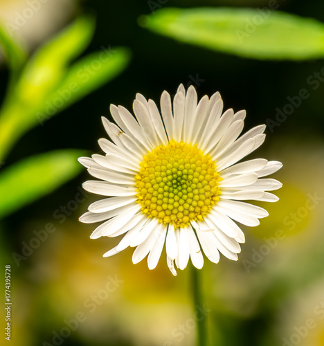 white daisy