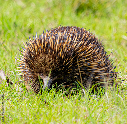 echidna in grass