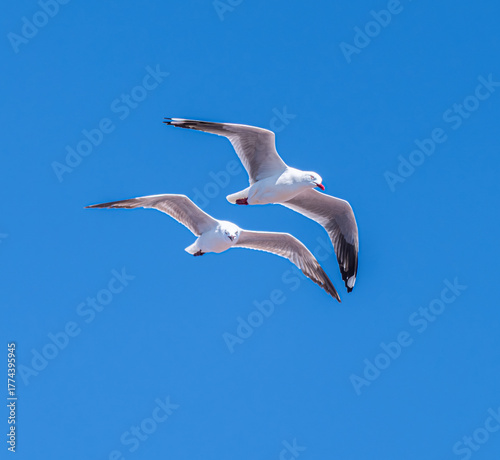 seagulls in flight