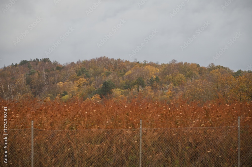 Fototapeta premium Focus on autumn colored forest with cloudy sky. Diffuse fence in the foreground.