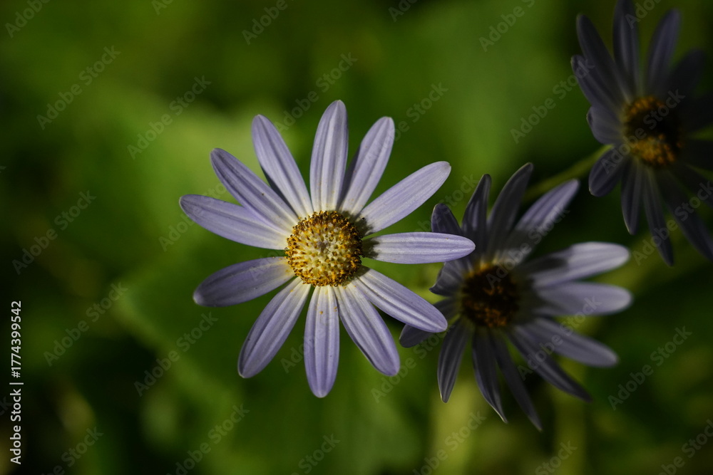 Obraz premium light purple daisy like blooms yellow centers narrow petals serrated foliage