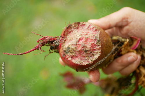 Beetroot vole farm Microtus arvalis beet pile mouse bite hand eated harvest mice spoiled warehouse spoilage brokenred red pest eat stored vegetable beta vulgaris burpees harvest damage bio Europe