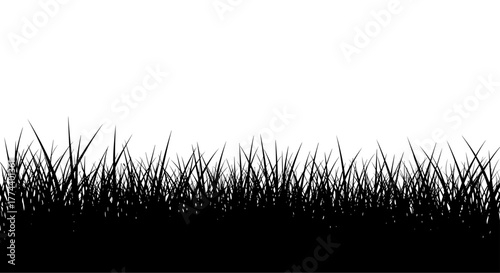 Black silhouette of grass blades isolated on a white background, nature shilouette
