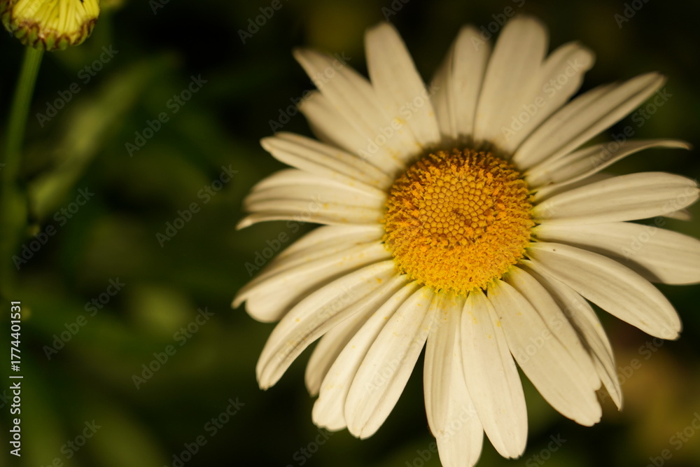 Obraz premium white daisy elongated petals golden center glowing dark backdrop