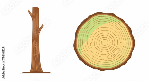 Illustration of a tree trunk next to a cross-section of its rings, showcasing growth patterns